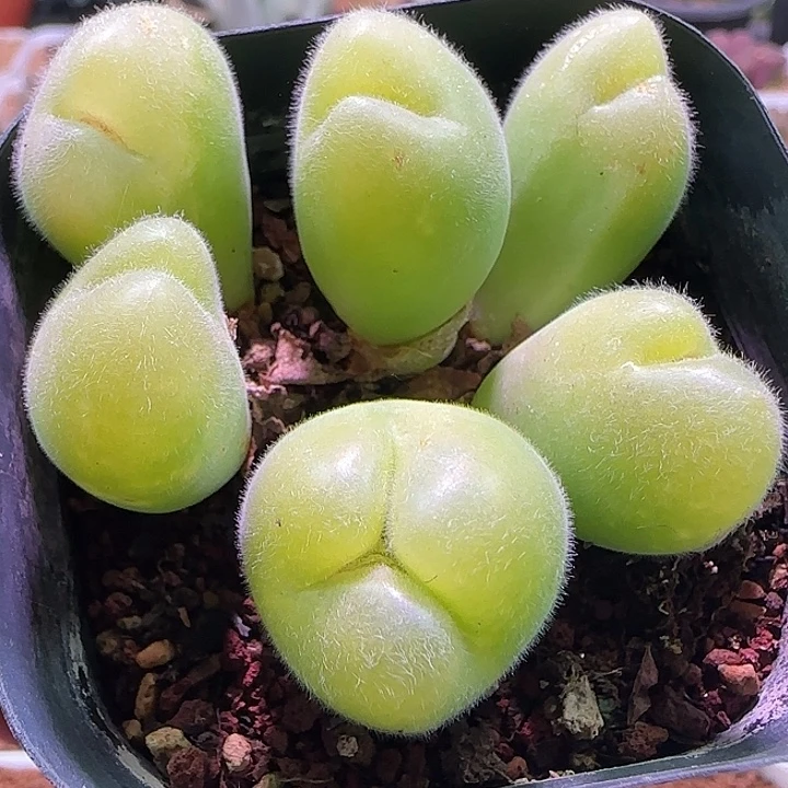 开播福利来啦。055