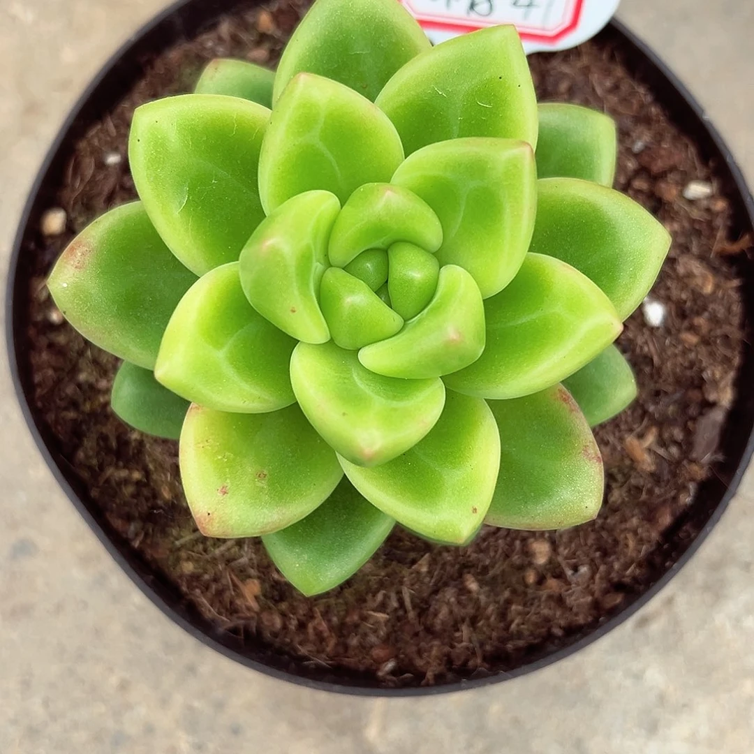 1118-47碧波仙子。