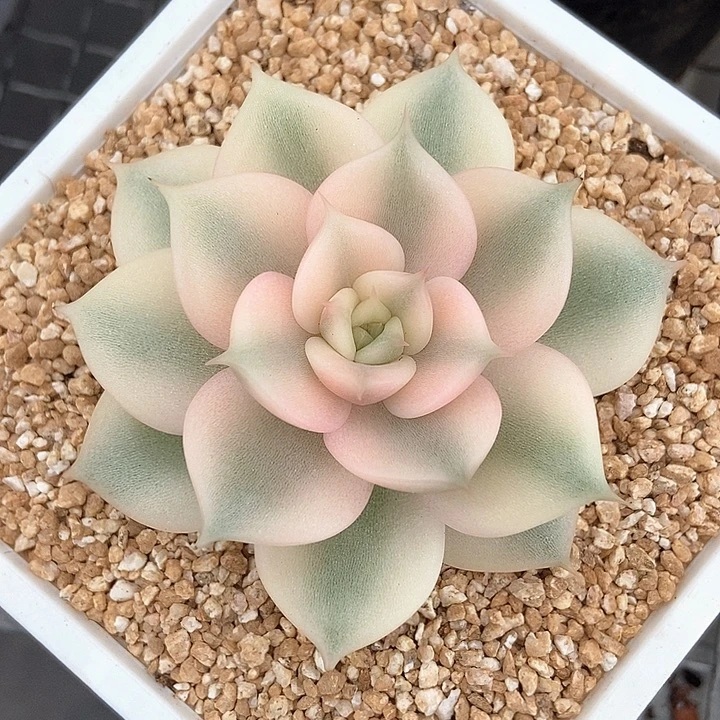 贝加尔湖锦多肉植物