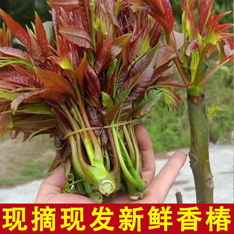 贵州开阳高山露天椿菜（香椿芽）