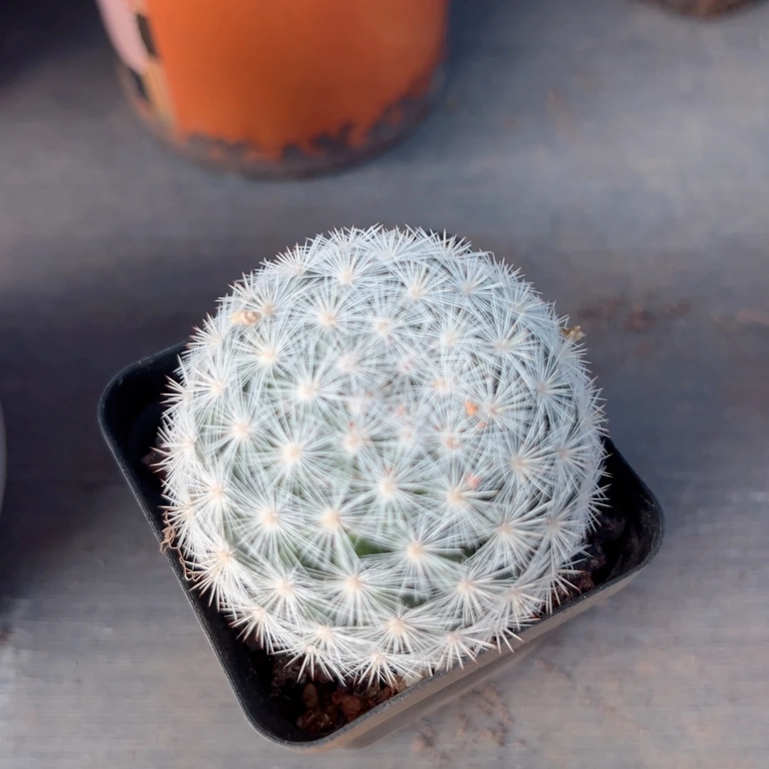 Y***o零零落落 零零落落