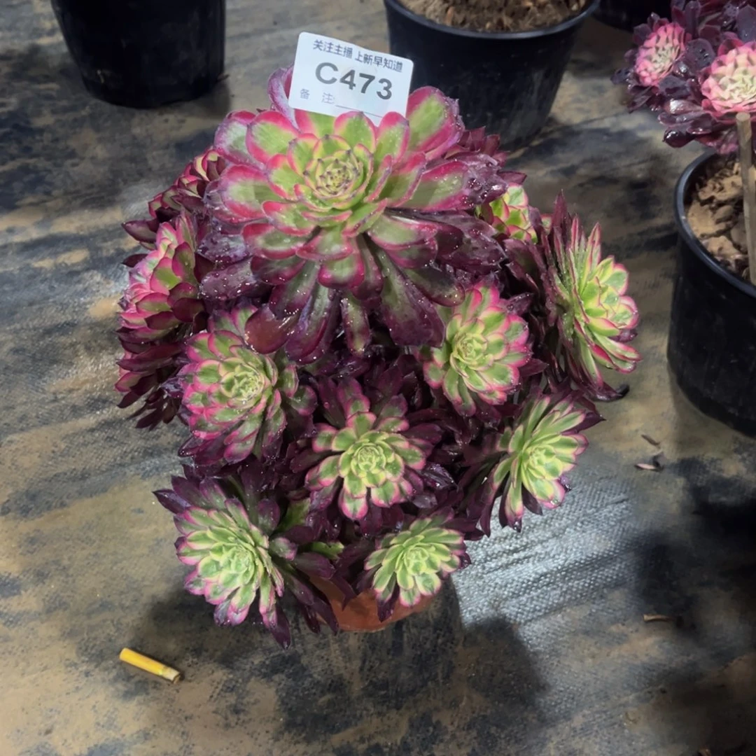 多肉473红胭脂法师