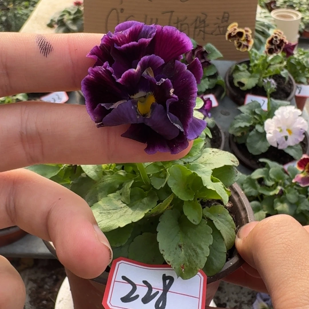 大部分花苞少量开放228