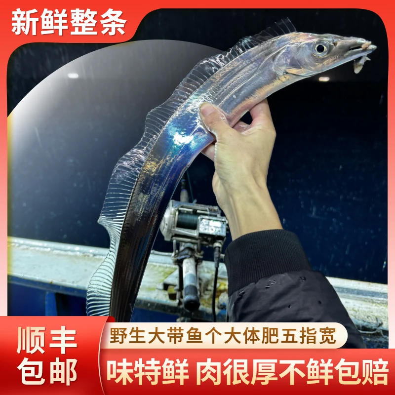 【5-7两/条】舟山海钓带鱼新鲜海鲜东钓带鱼小眼睛 新鲜发货