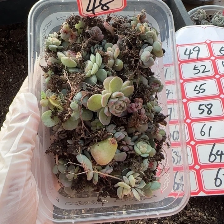 阿***.绝绝子多肉一盘48