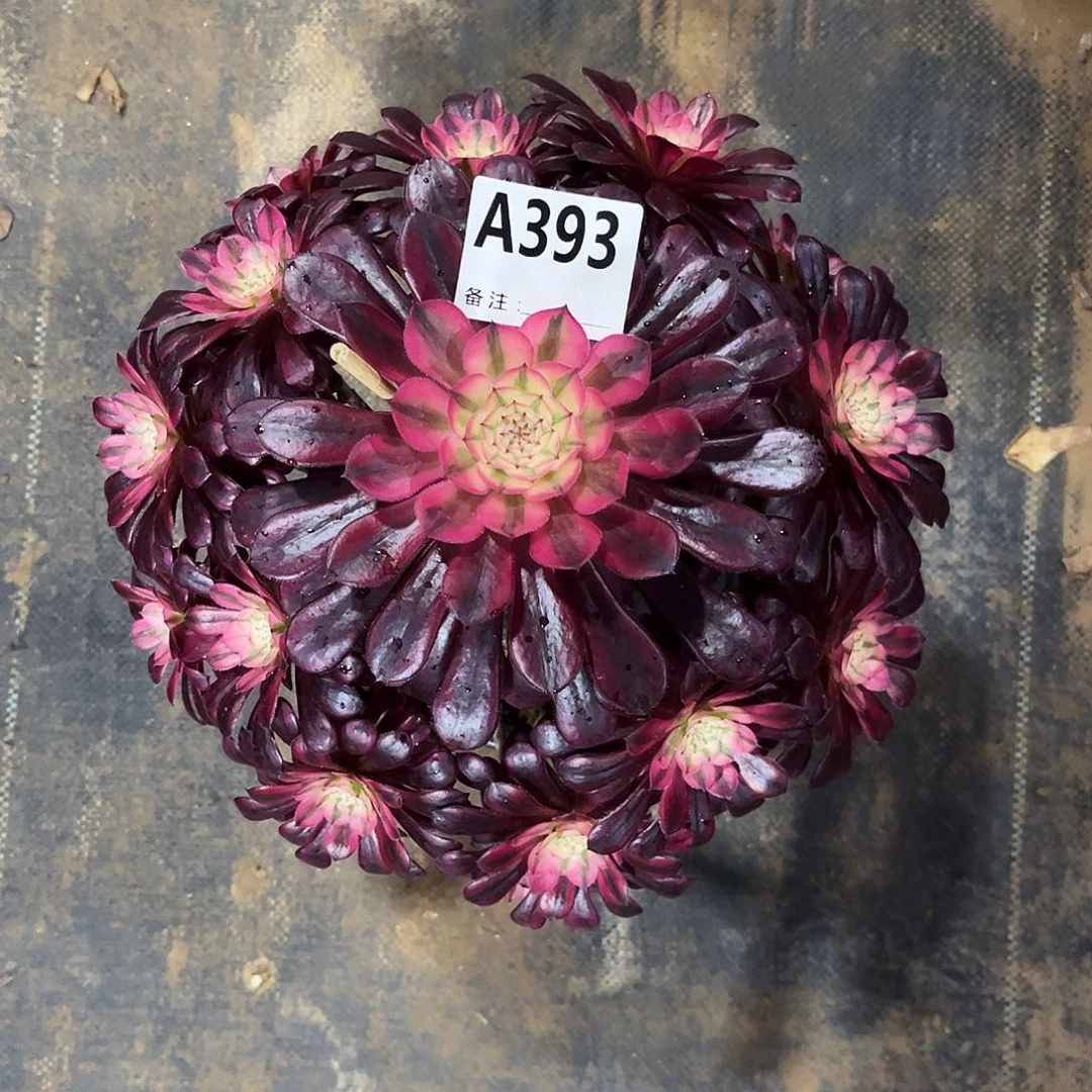 多肉植物黑铜白393多肉
