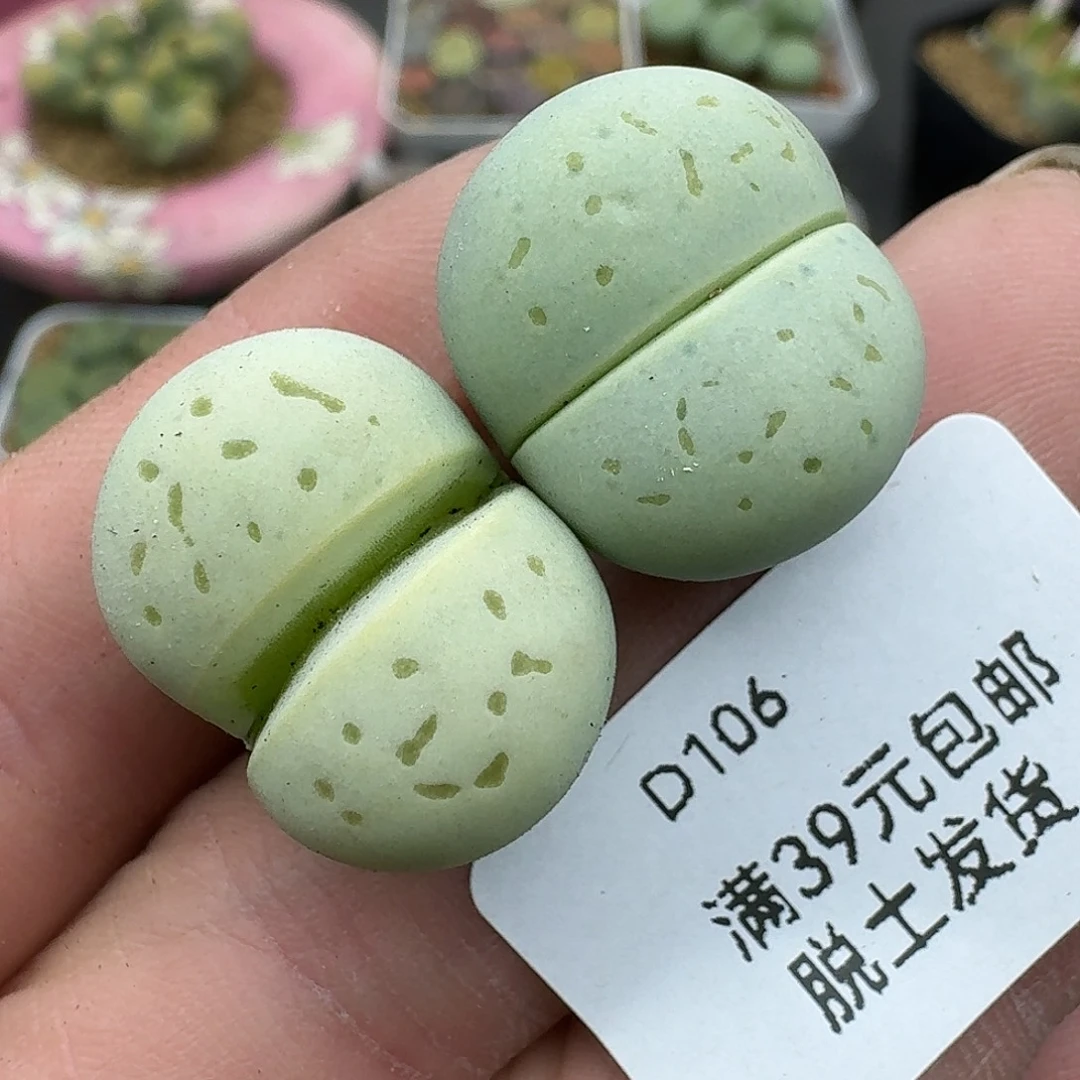 106哈哈哈哈哈哈哈哈