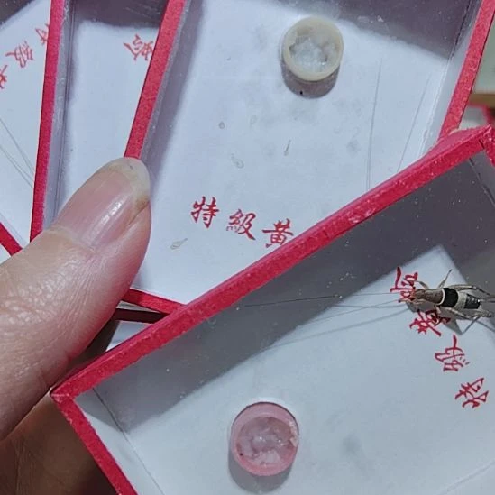似***事蟋蟀烈焰十水墨十山仙十朱雀各一只