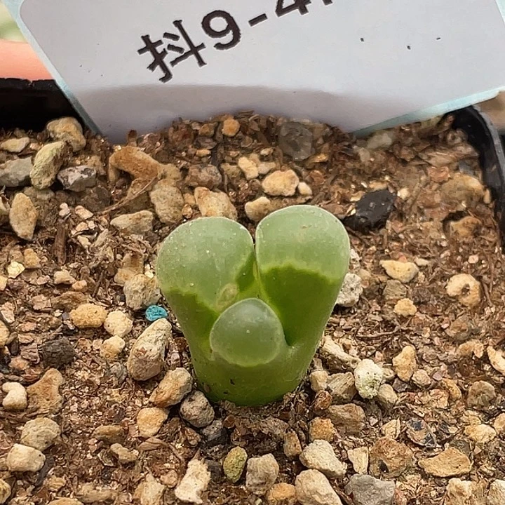 9-47极窗奔多肉植物肉锥