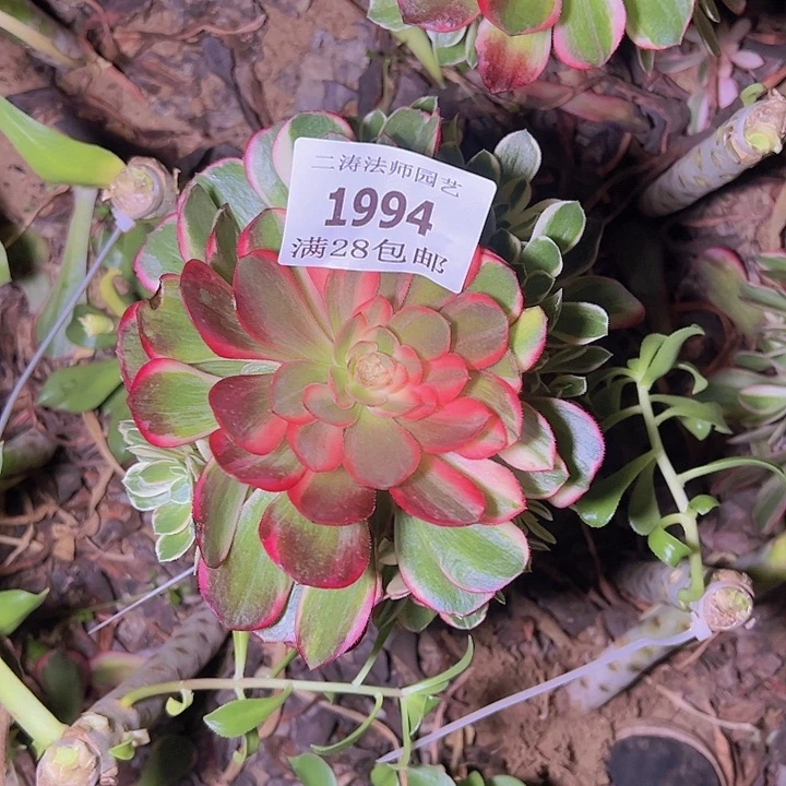 K*T1994黑魔锦多肉植物无根