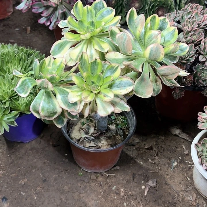 梦*雨多肉植物艳姿锦78