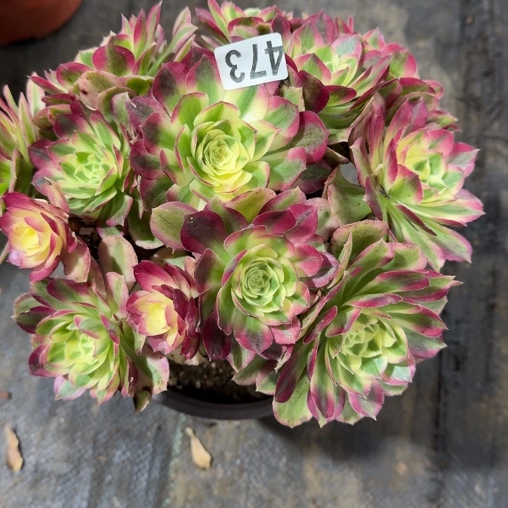 473号海鲜法师植物