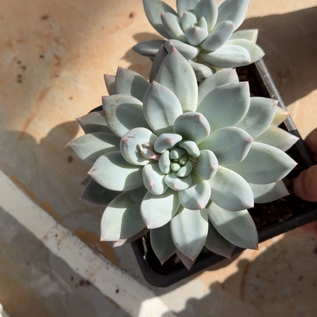 寄养在她身上也没有那么