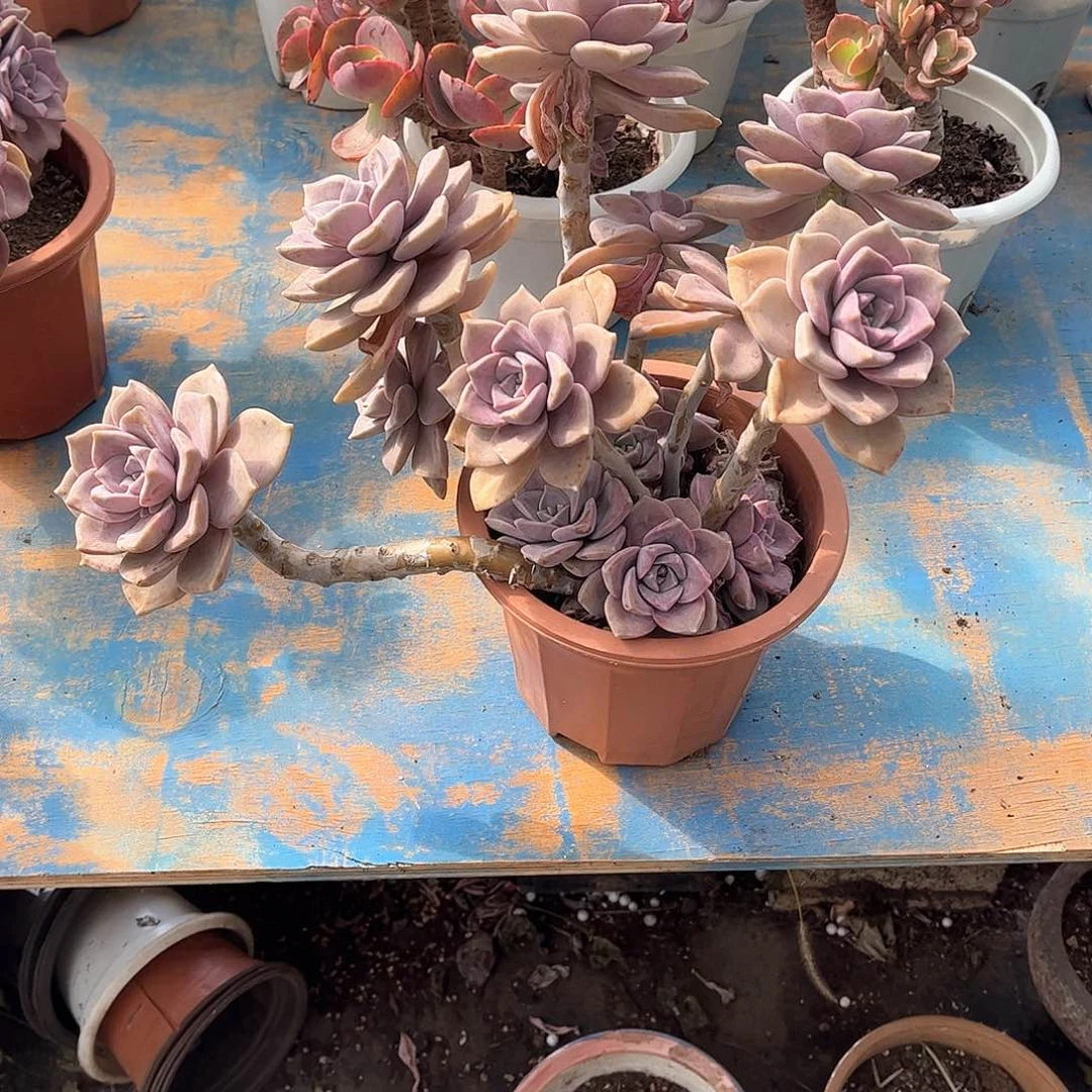 宣*紫乐多肉植物保护52