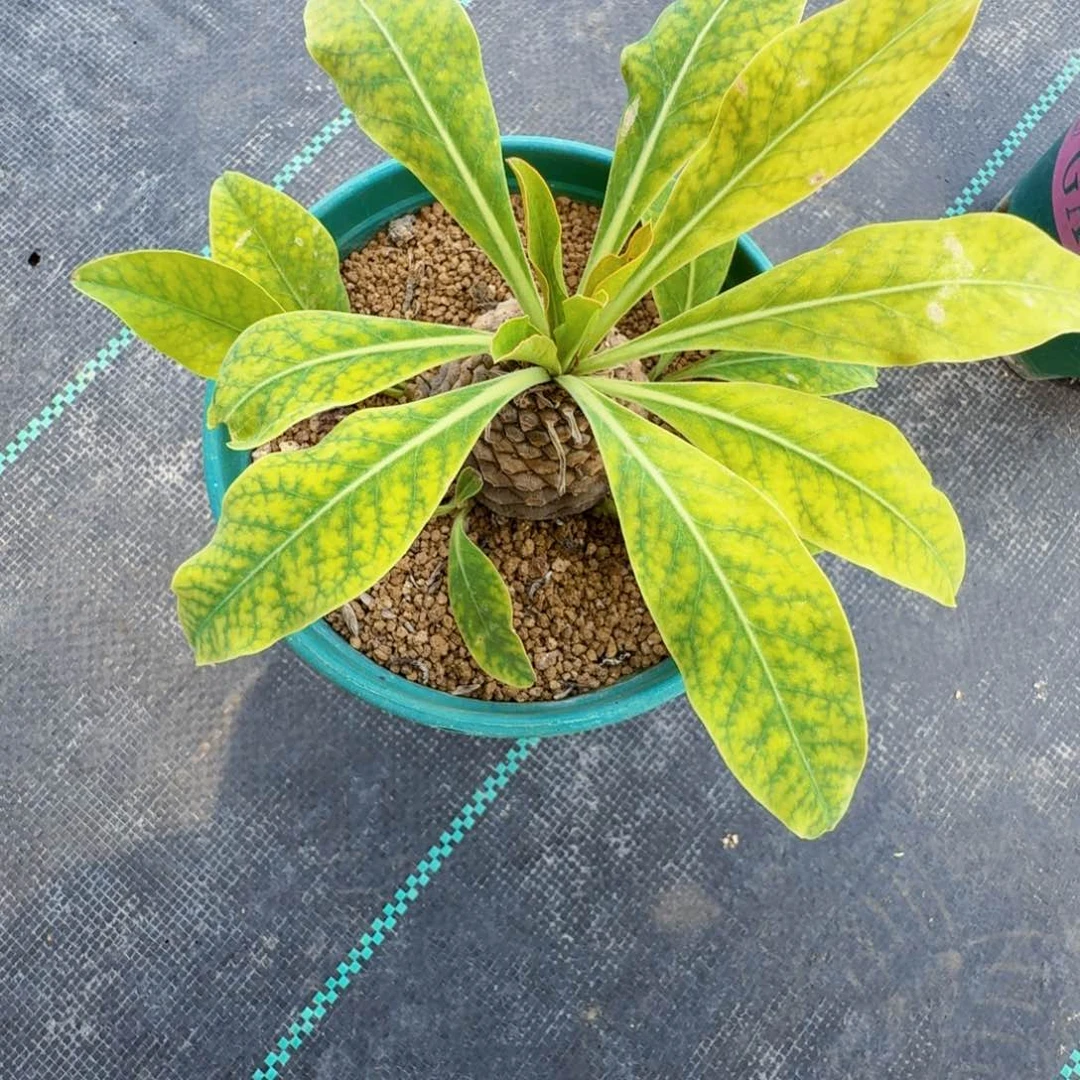 无花朵?****?实生铁甲丸脱土发货