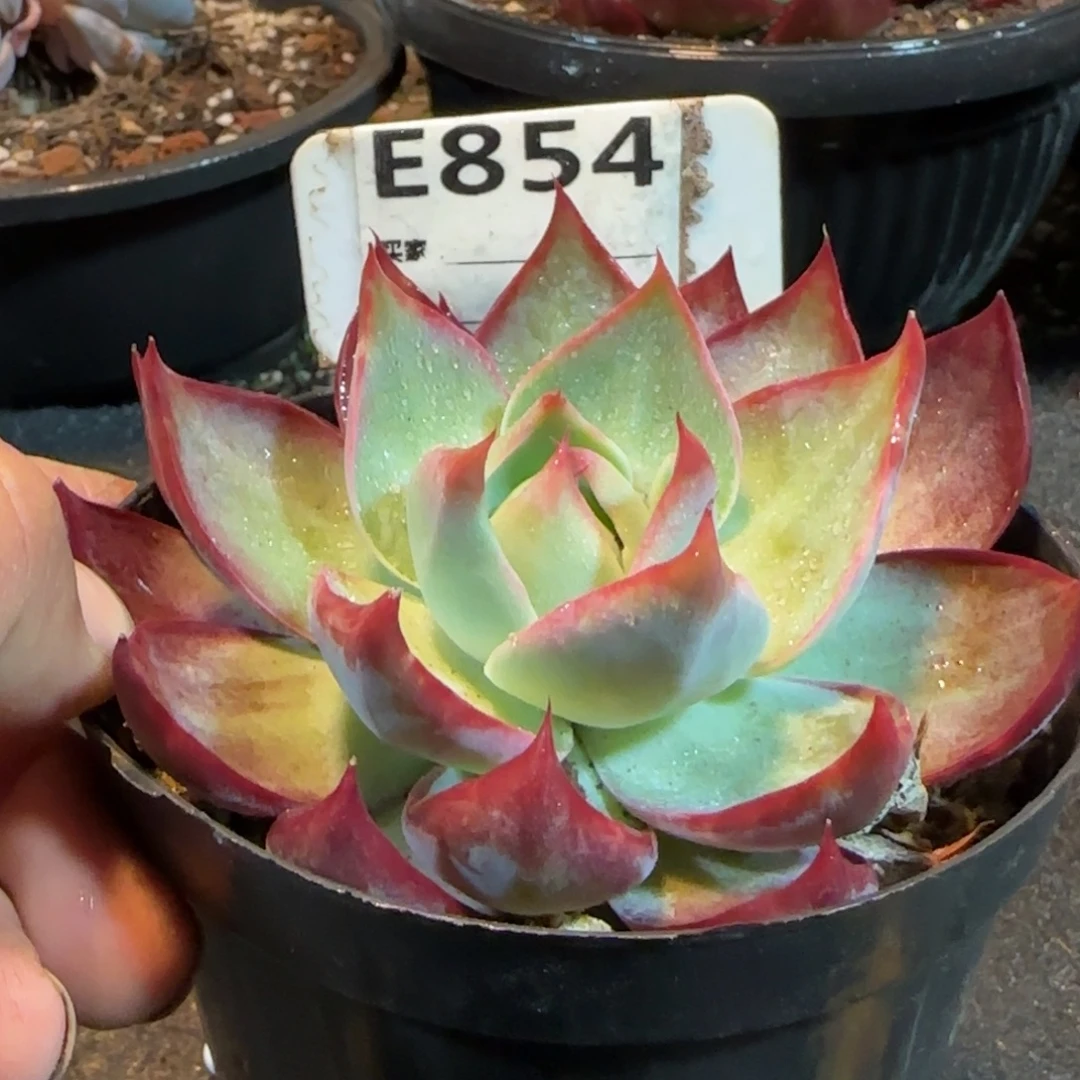 惊鸿一物一拍包装收缩花旱854