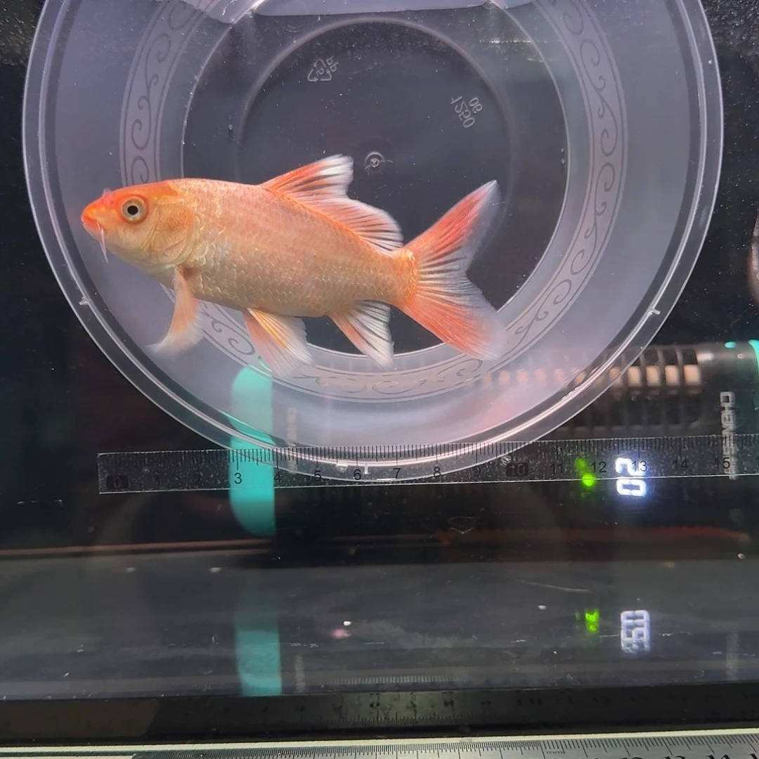 A***G蝴蝶鲤鱼到货录完整开箱视频