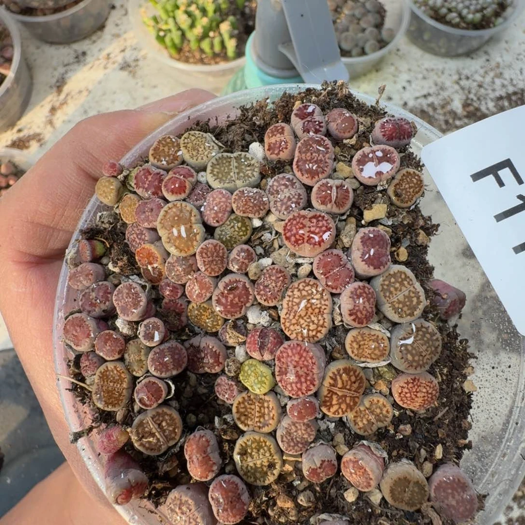 F118 紫混合一盒好看