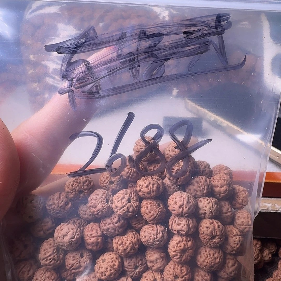 吊坠金刚菩提200颗黄身有瑕疵