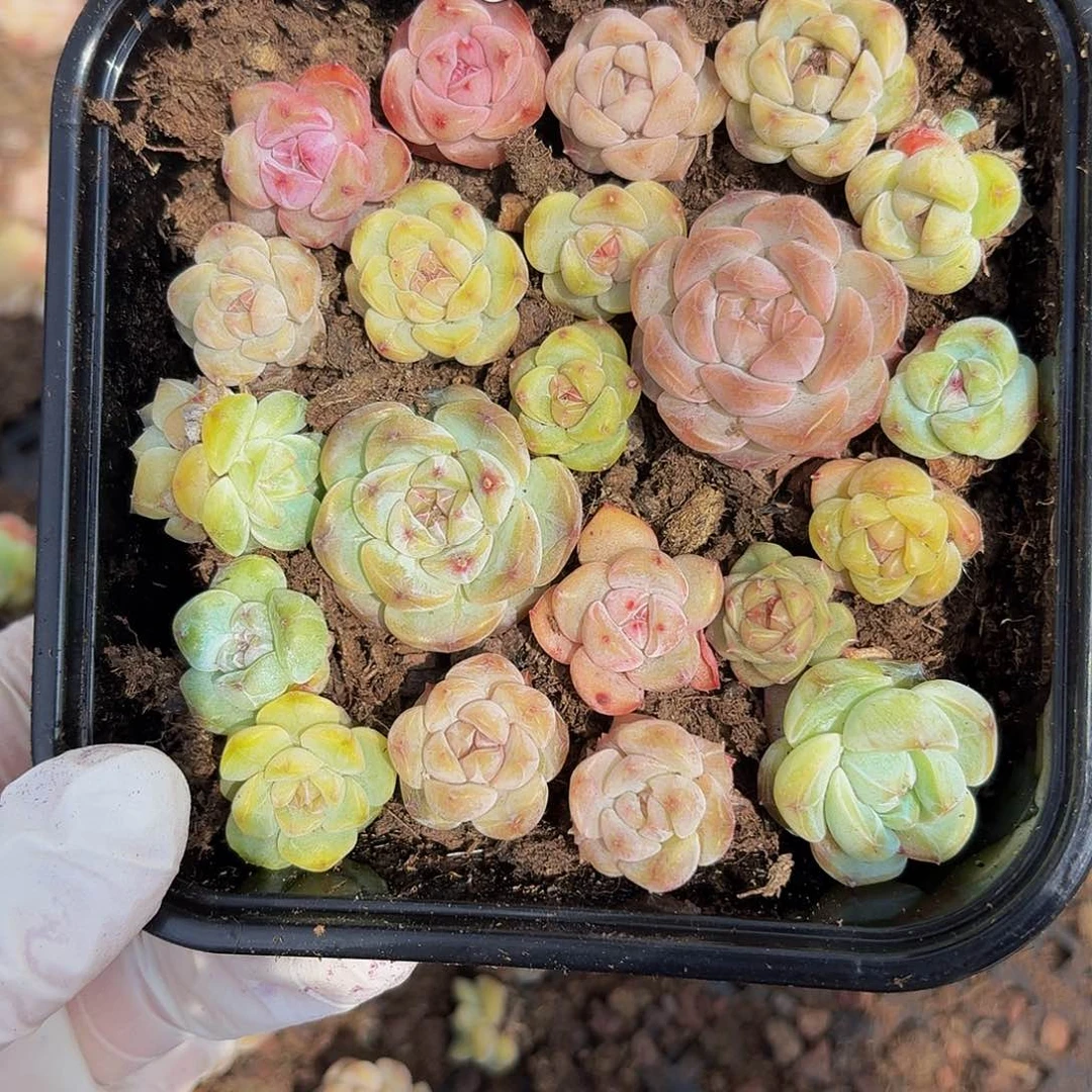 多肉植物多肉植物560