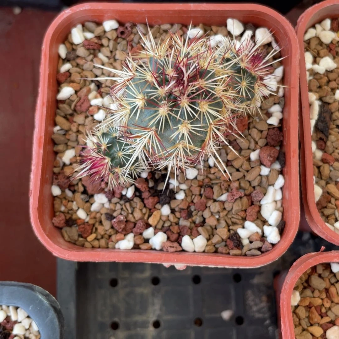 鹿角柱实生仙人球达氏杂