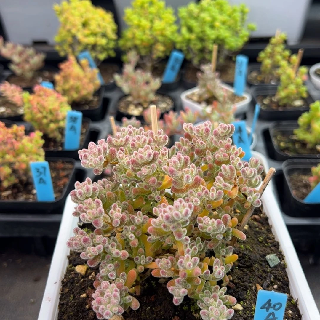 老桩冰钻40号12厘米盆