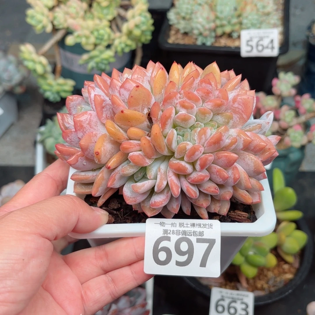 橙梦露缀化无盆土发货