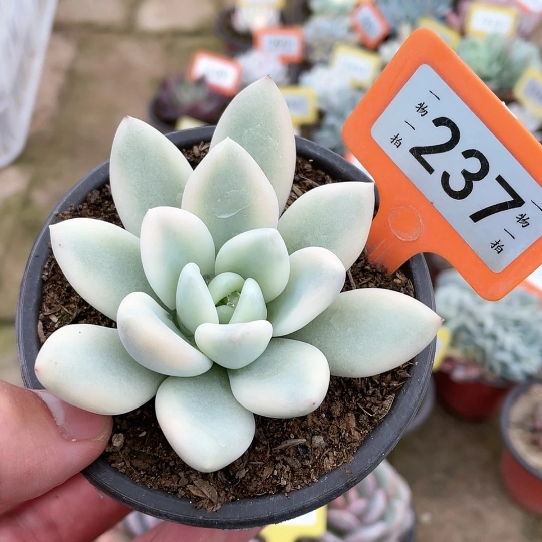 【闪购商品】237号