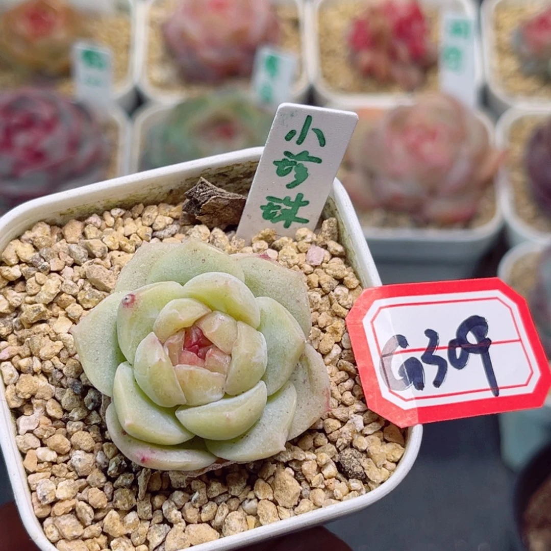 G309 小珍珠一物一拍