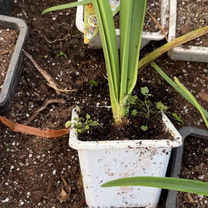 无花朵咔*兔伊莲娜包对版原盆原土2729