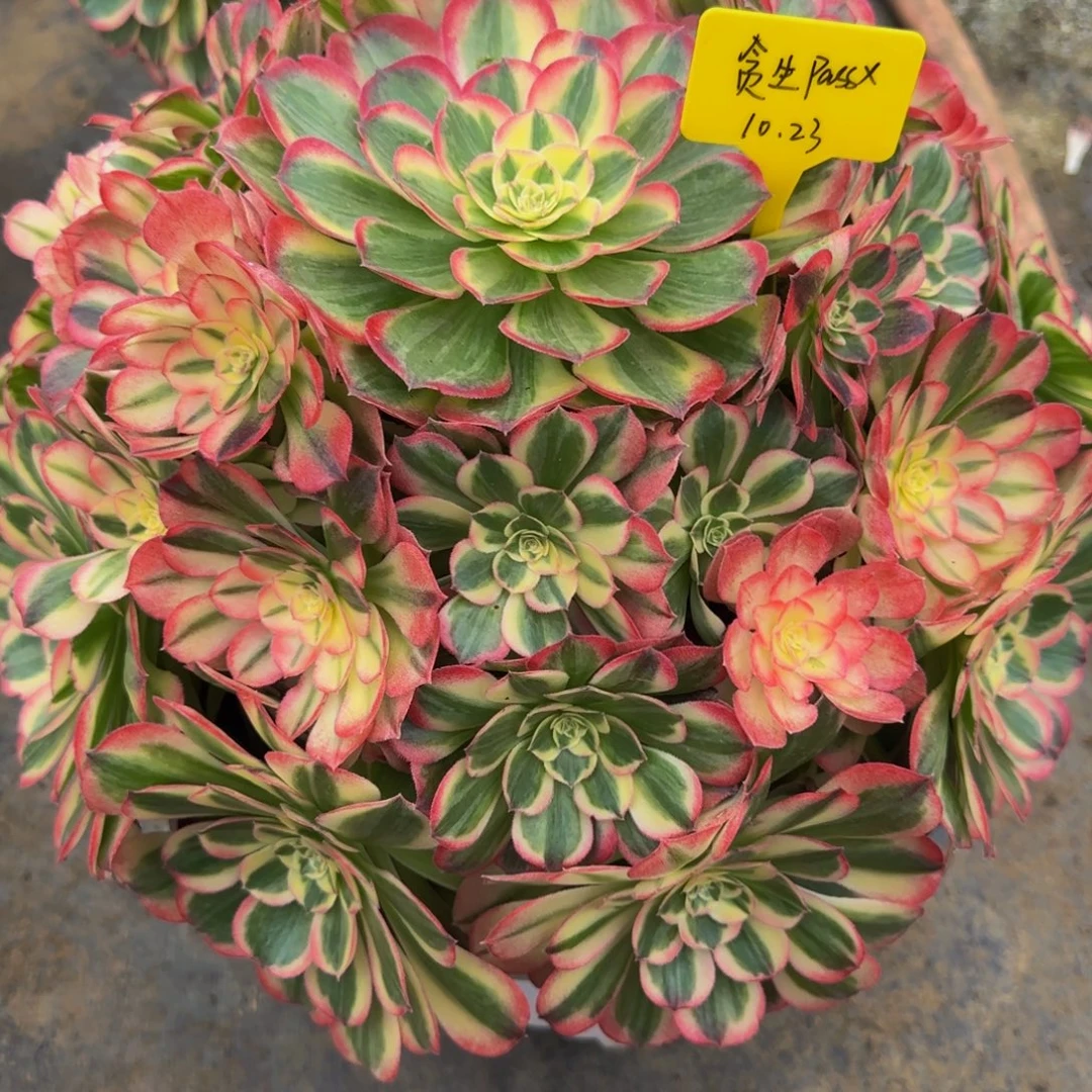 贪***✘赤子心换半糖888888