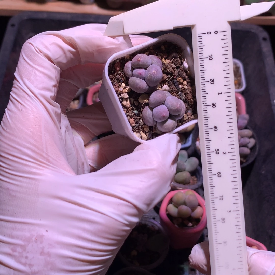 米可奶酪多肉双头米可奶