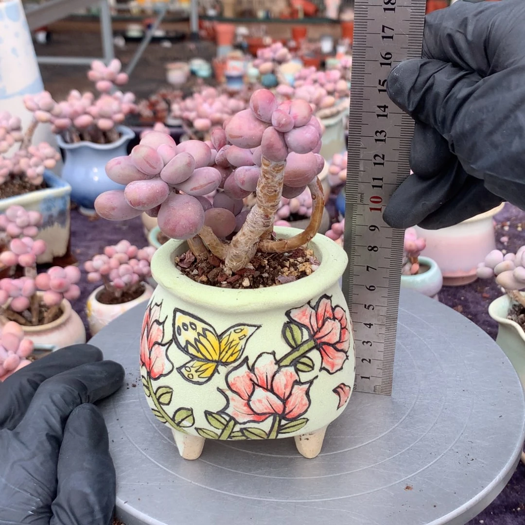 32号带盆偏远地区不包邮的