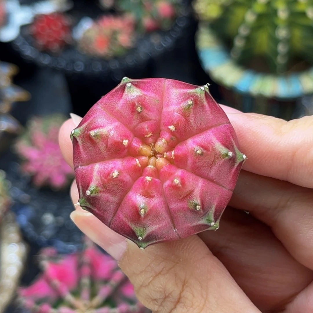 梦想轮回 米哈仙人球