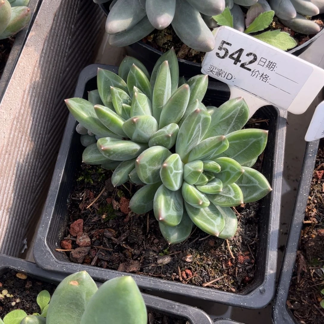 美人系多肉植物542