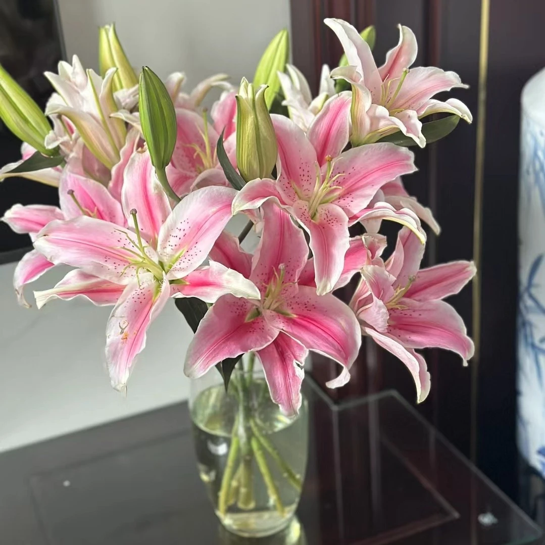 粉色香水百合 2 头 2 枝 4 朵 山东日照基地发货