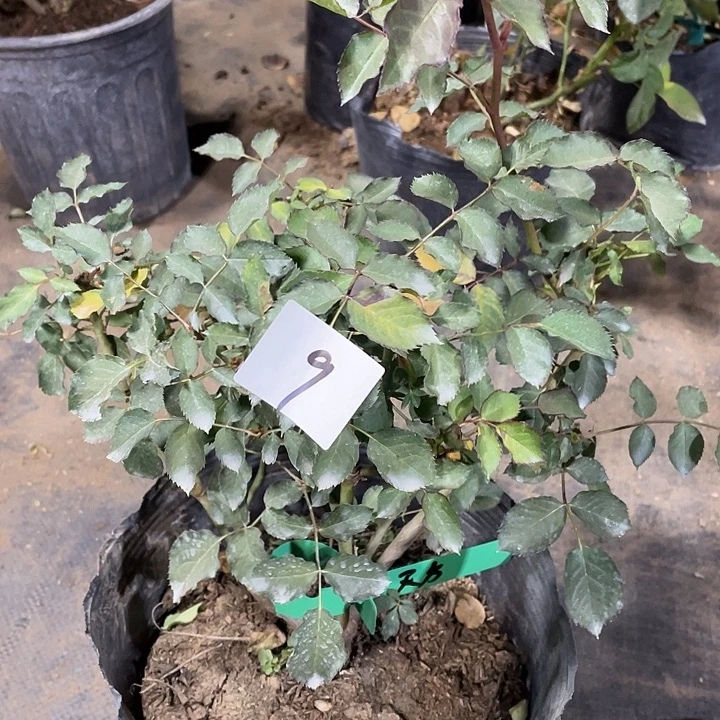 当前无花朵，栽培后可花朵天方夜谭