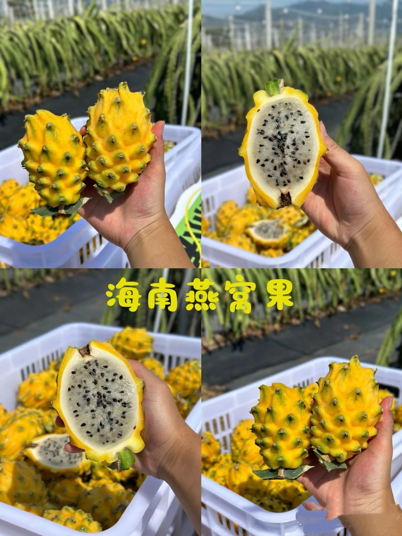 海南本地燕窝麒麟果单果150g清甜多汁