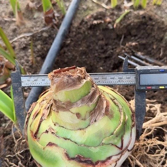 7号杂交14.5厘米开花无售后开盲盒