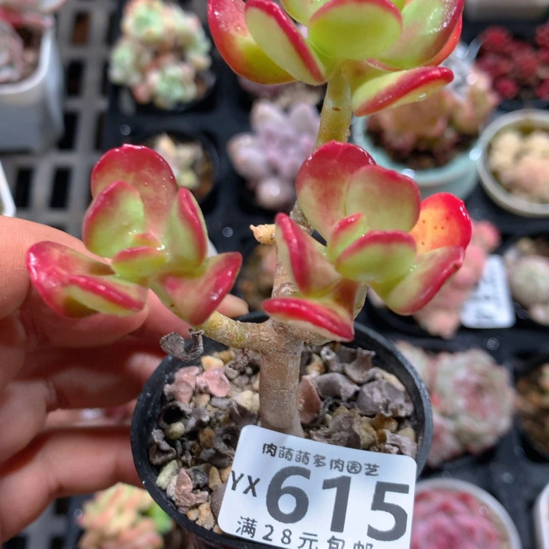 5CM拇指盆精控多肉YX615