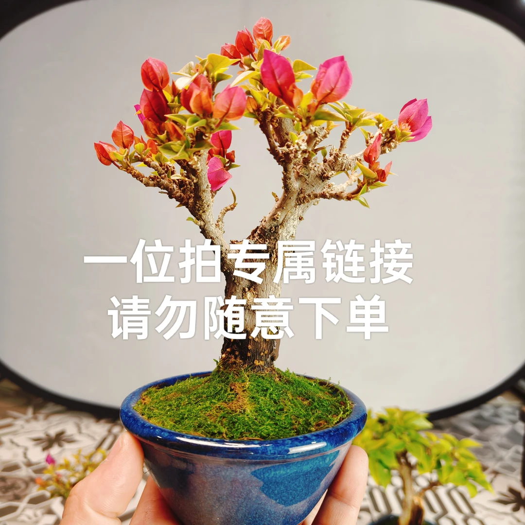【一物一拍】矮霸三角梅盆景多款造型盆景