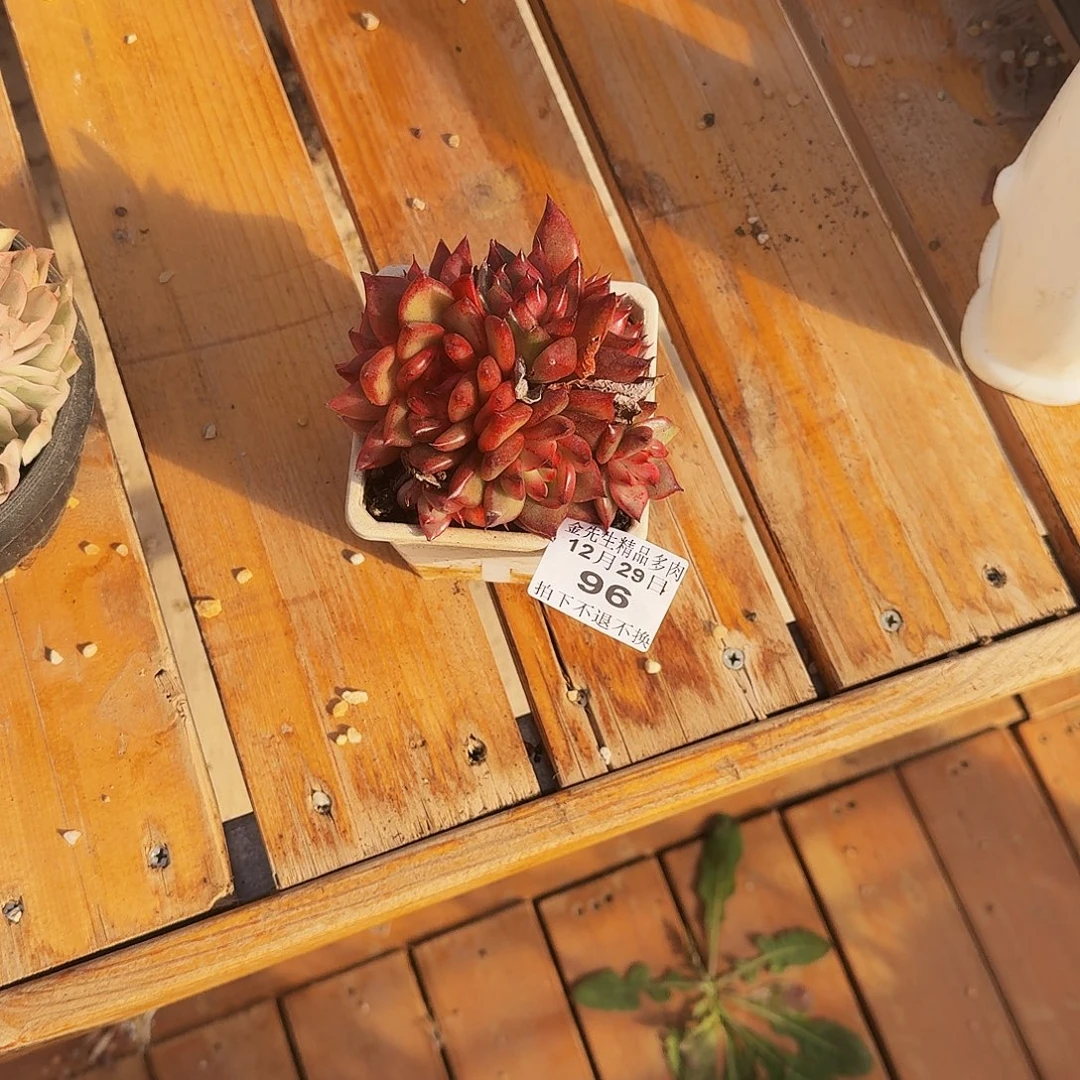 妙***啡1229-96东云群生a