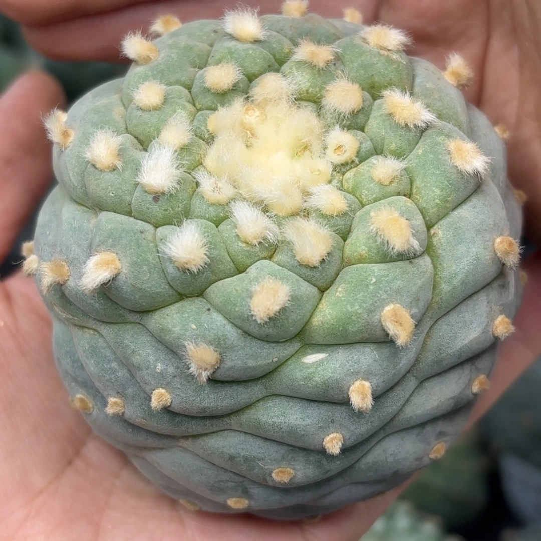 528 无根 仙人球7cm