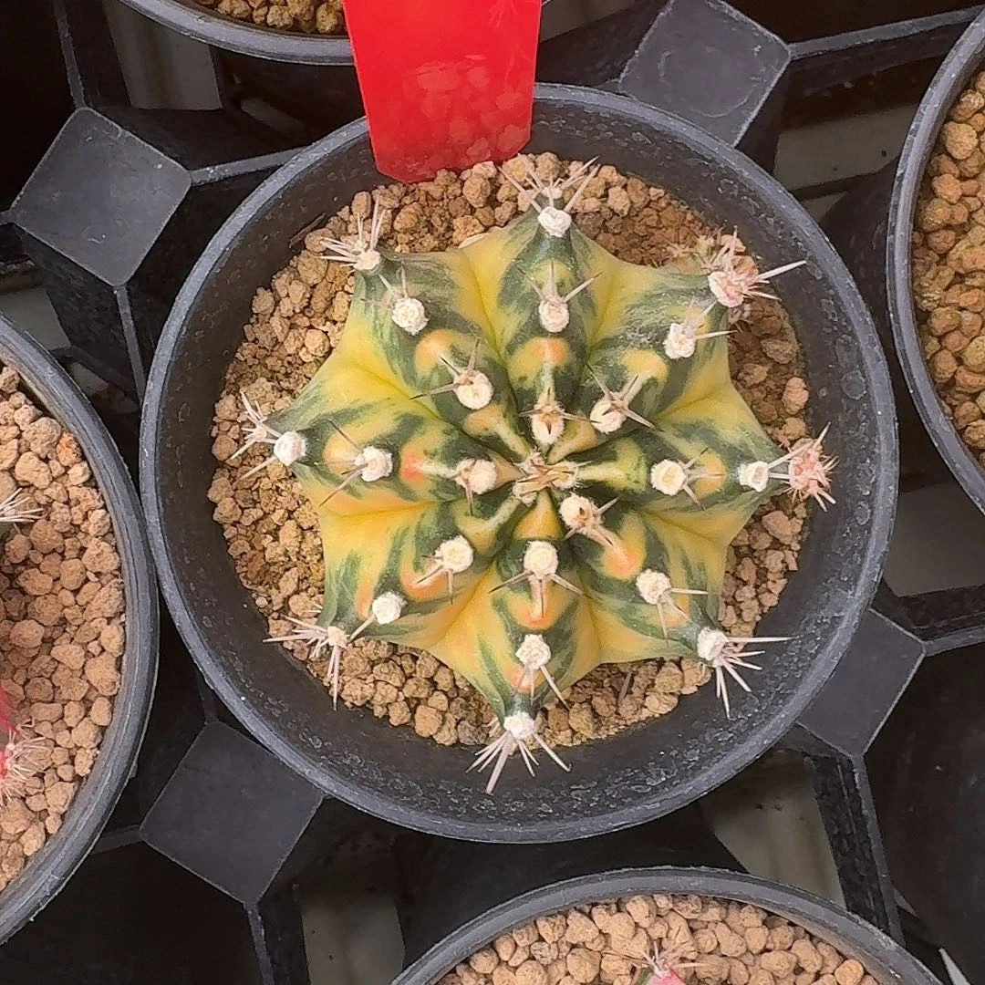L534-1117广东发货 小马克