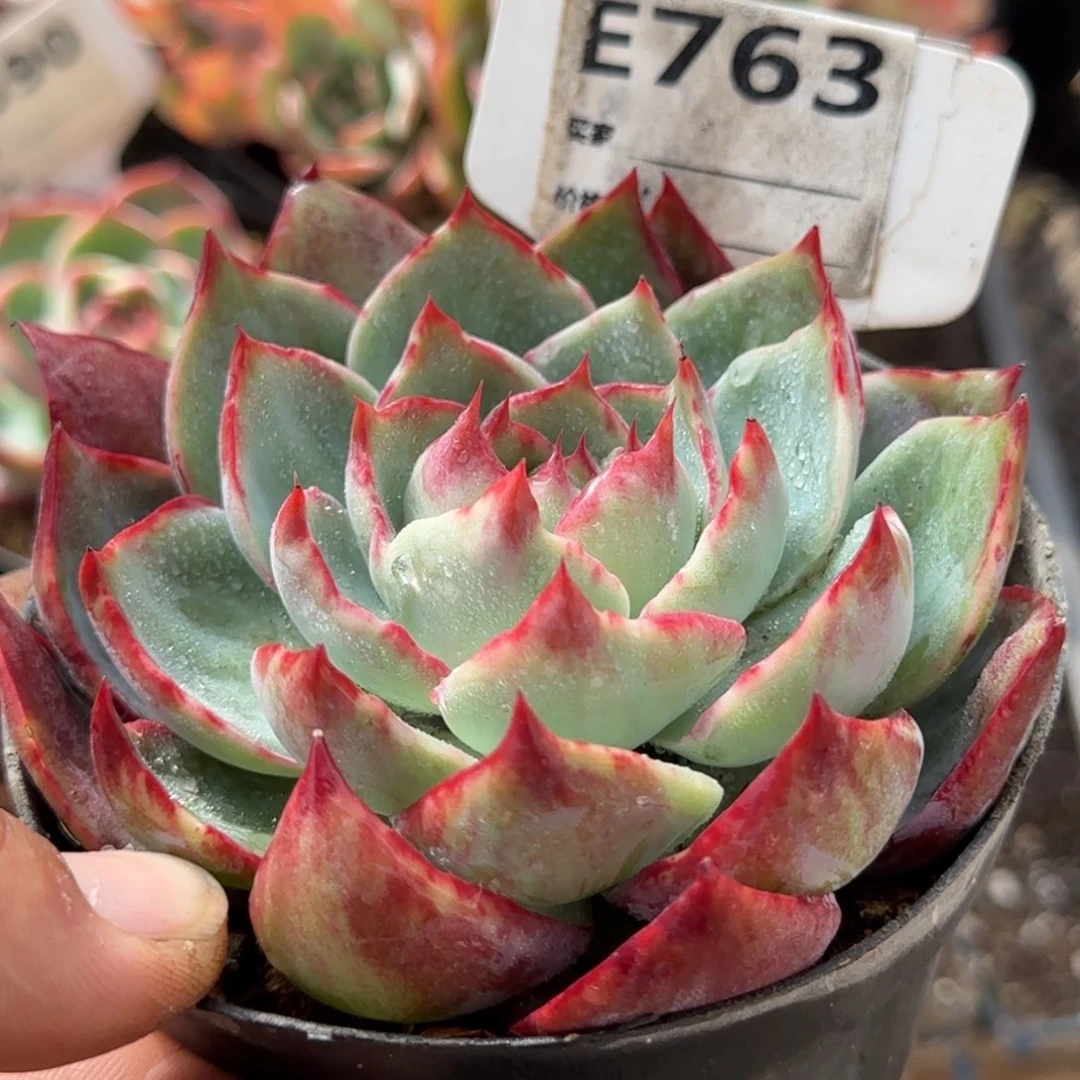 尖叶拉丝惊鸿一物一拍包装收缩花旱763