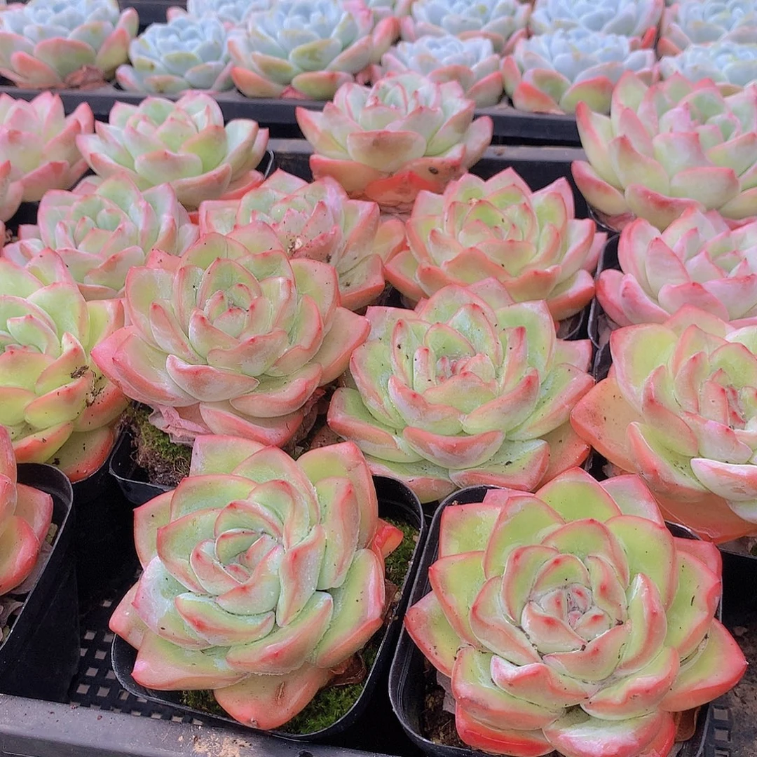 两颗泡芙357899990000