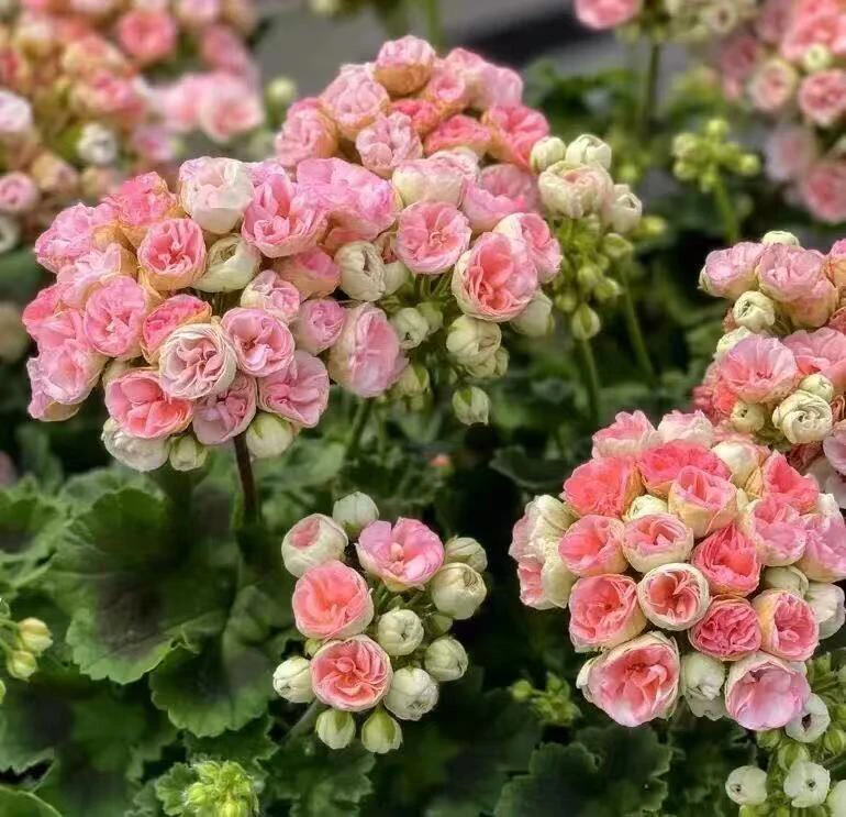 重瓣直立 天竺葵阳台庭院盆栽地栽耐热耐寒花期长易养护