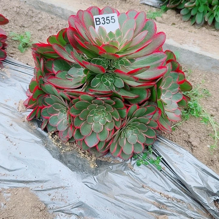 粉花1355万圣节变异