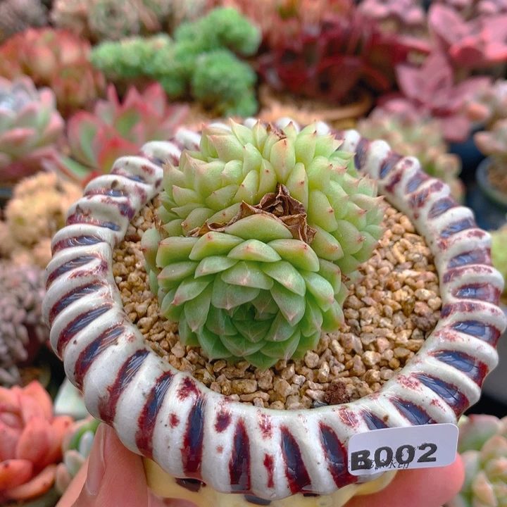 一物一拍含盆土满38包邮B002