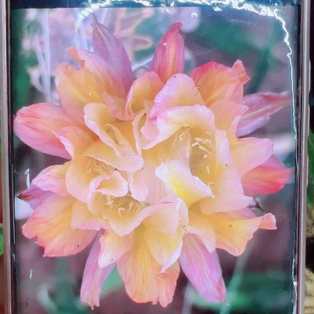 彩草依然侧芽 20 包邮